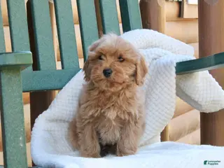 Mini Goldendoodle dogs Teddy - Ad 17