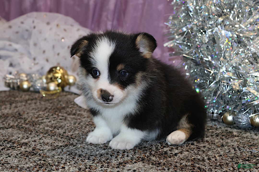 Welsh Corgi Pembroke dogs for sale: Sophie OFA Parents - Ad 15