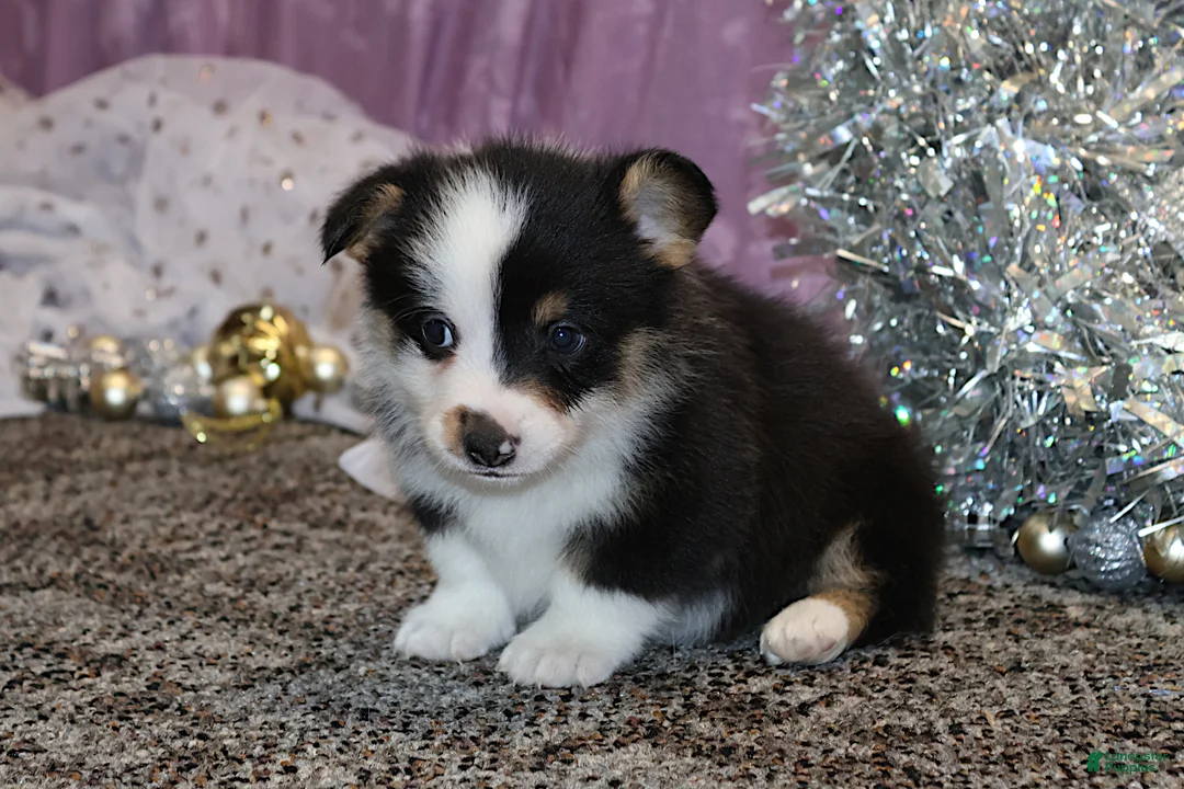 Welsh Corgi Pembroke dogs for sale: Carlotta - Ad 10