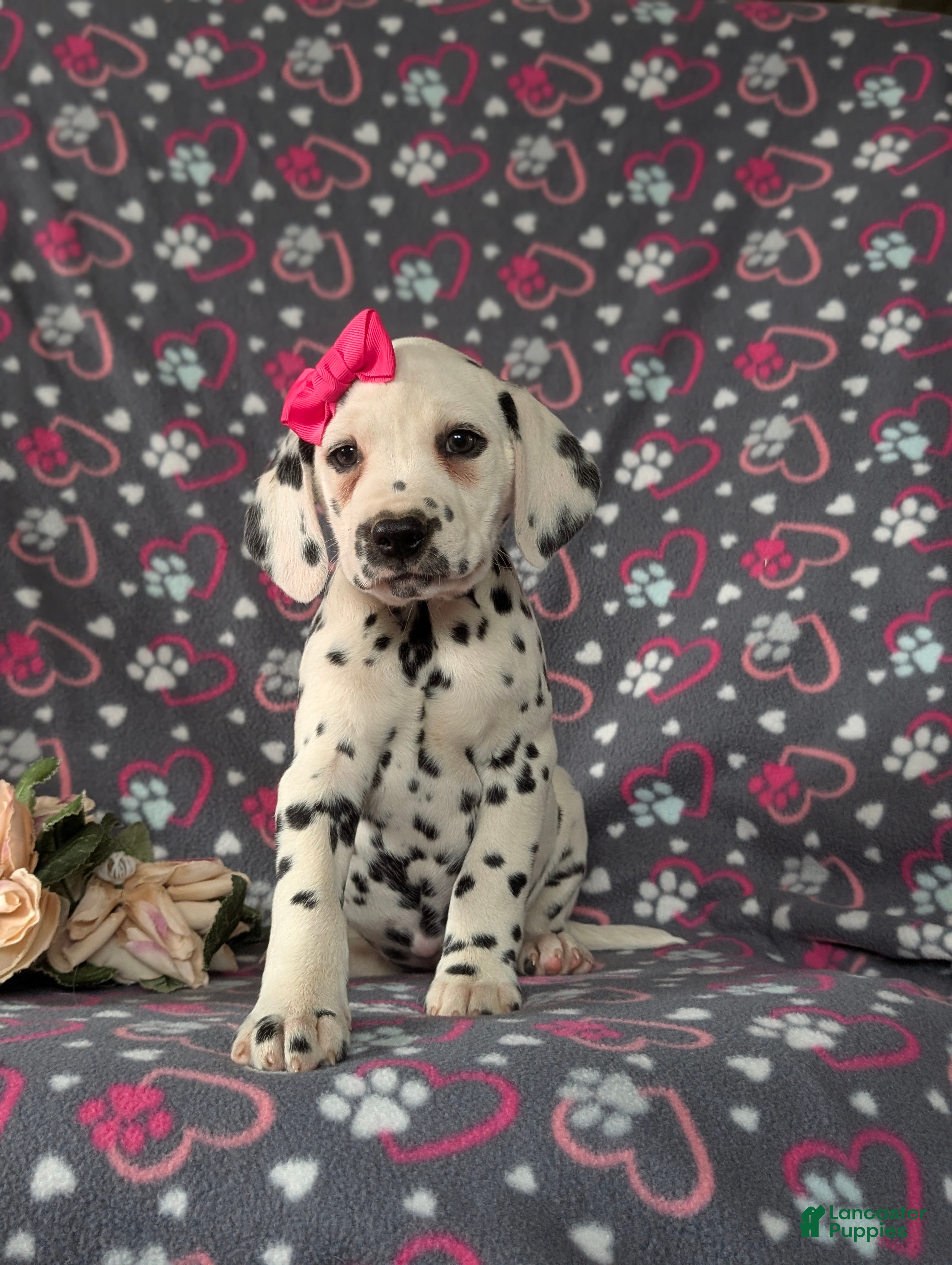 Dalmatian dogs Lanette - Ad 1