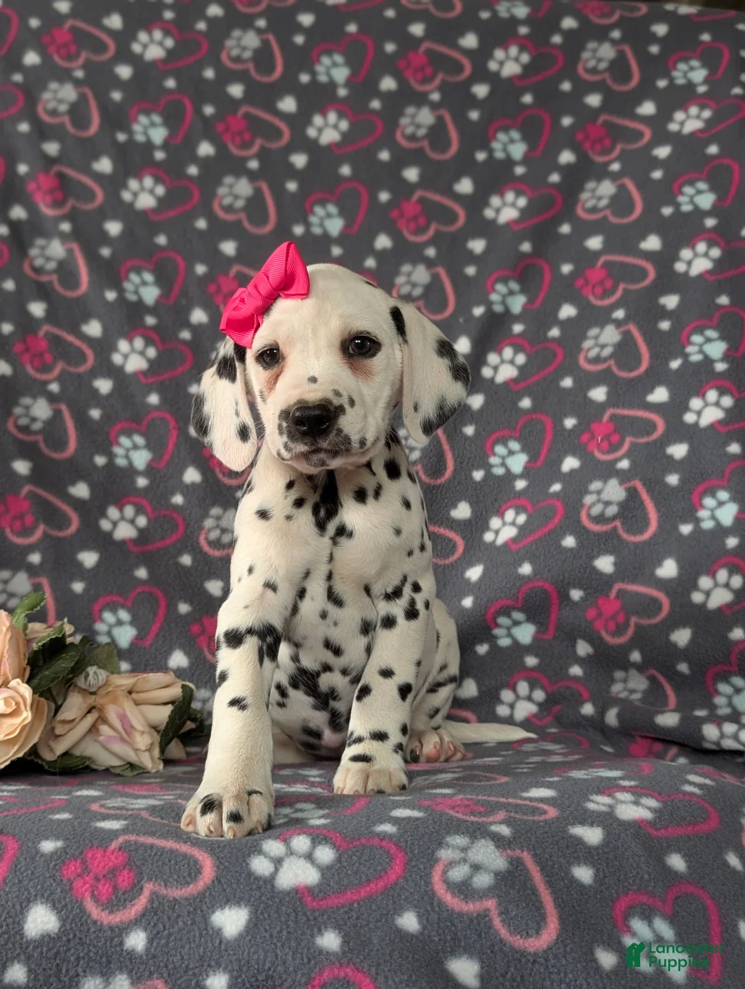 Dalmatian dogs for sale: Lanette - Ad 1