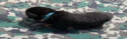 Rottweiler dogs for sale: Light blue Female - Ad 4