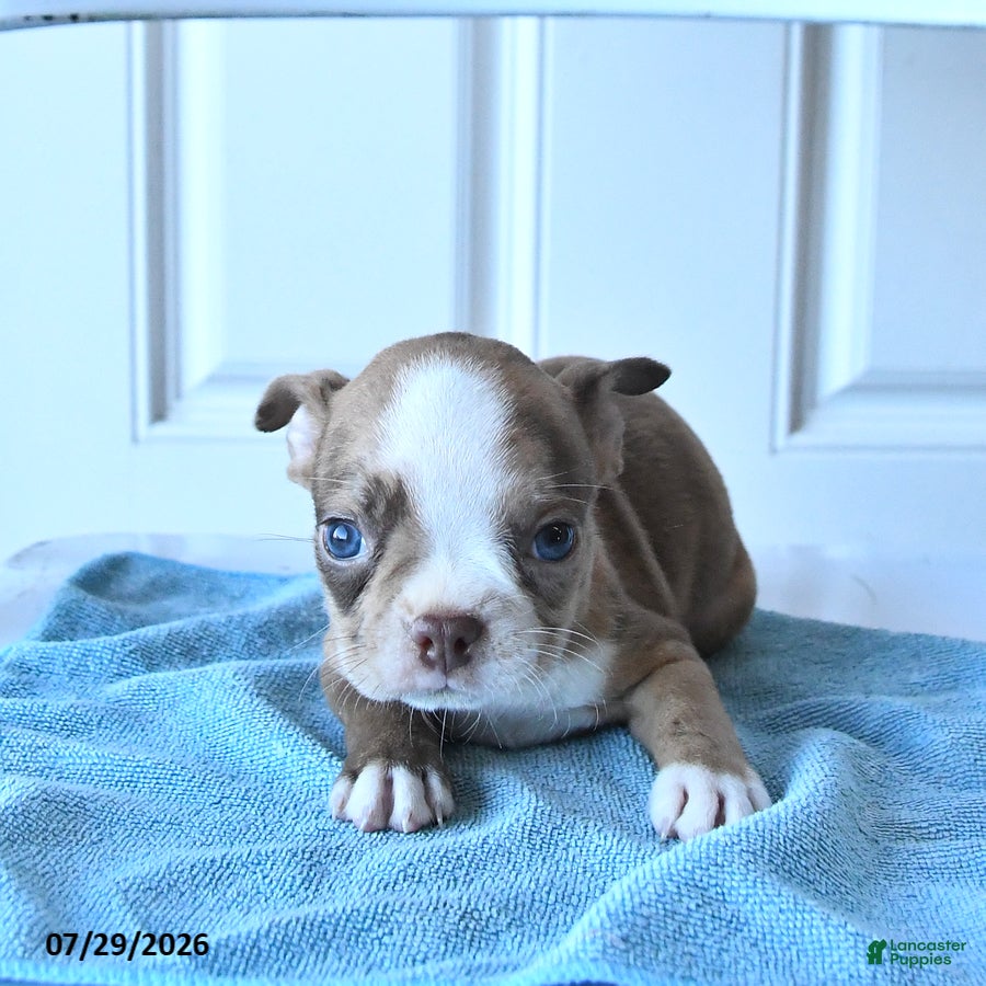 Boston Terrier dogs Ben - Ad 2