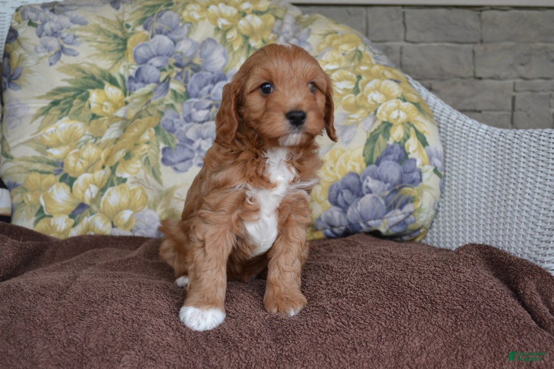 Gallery Image {{count}}