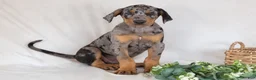 Mixed Breed dogs for sale: Warrior - Ad 4
