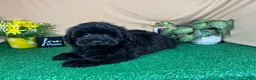 Havapoo dogs for sale: Havapoo 2 - Ad 5