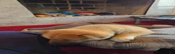 Shiba Inu dogs for sale: Fawn Female - Ad 6