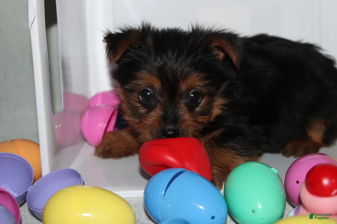 Yorkshire Terrier dogs for sale: Yorkshire Terrier Puppy 1 - Ad 2