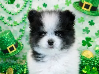 Pomeranian dogs for sale: Leo - Ad 1