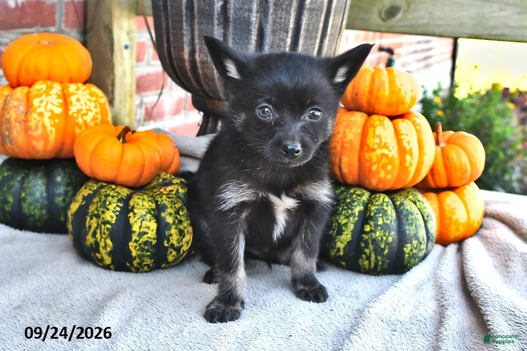 Pomsky dogs for sale: Toby - Ad 2