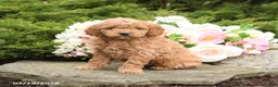 Mini Goldendoodle dogs for sale: Smores - Ad 3