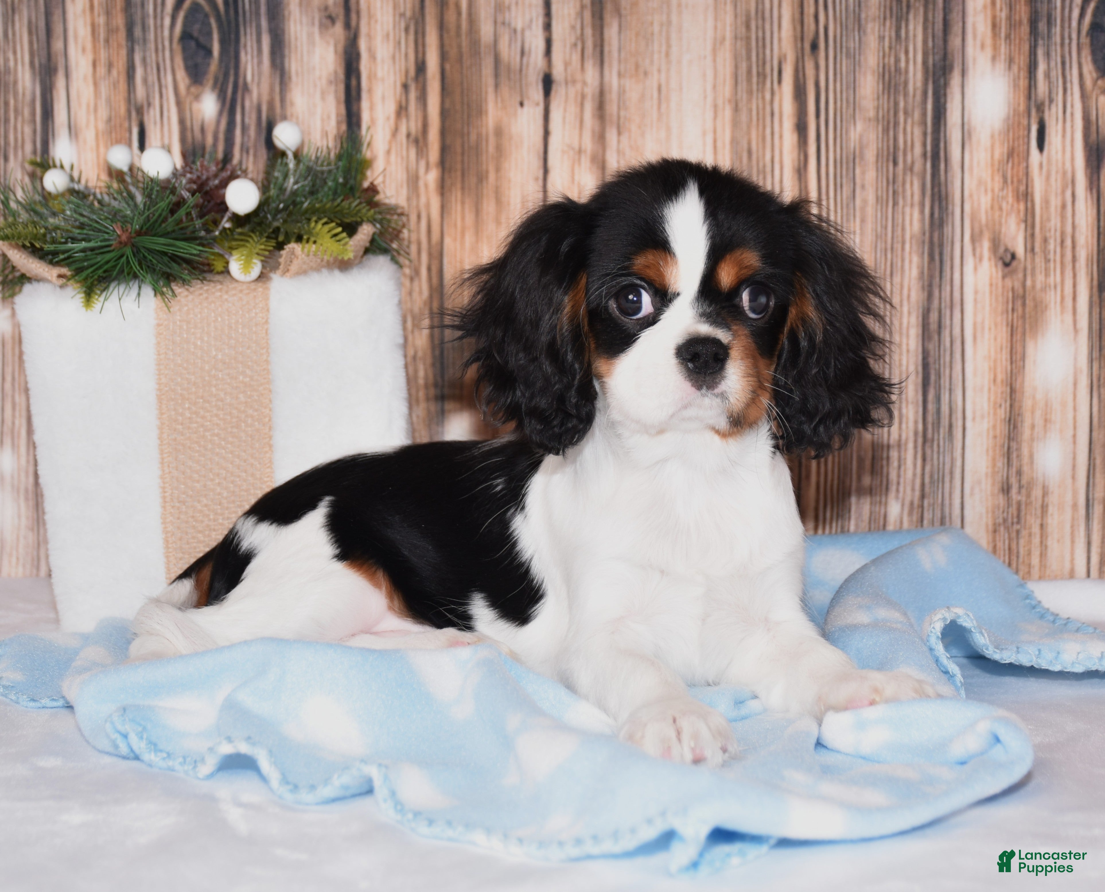 Cavalier King Charles Spaniel dogs Comet - Ad 20