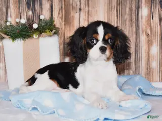 Cavalier King Charles Spaniel dogs Comet - Ad 29