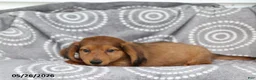 Dachshund dogs for sale: Conner - Ad 4