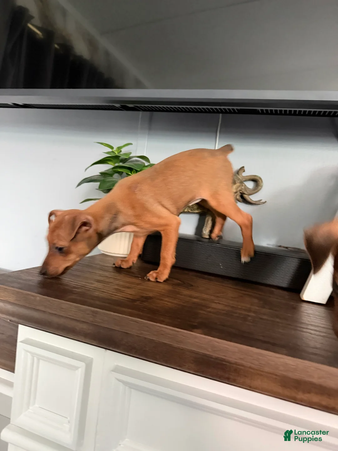 Miniature Pinscher dogs for sale: Miniature Pinscher 2 - Ad 2