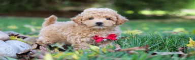Charlie 