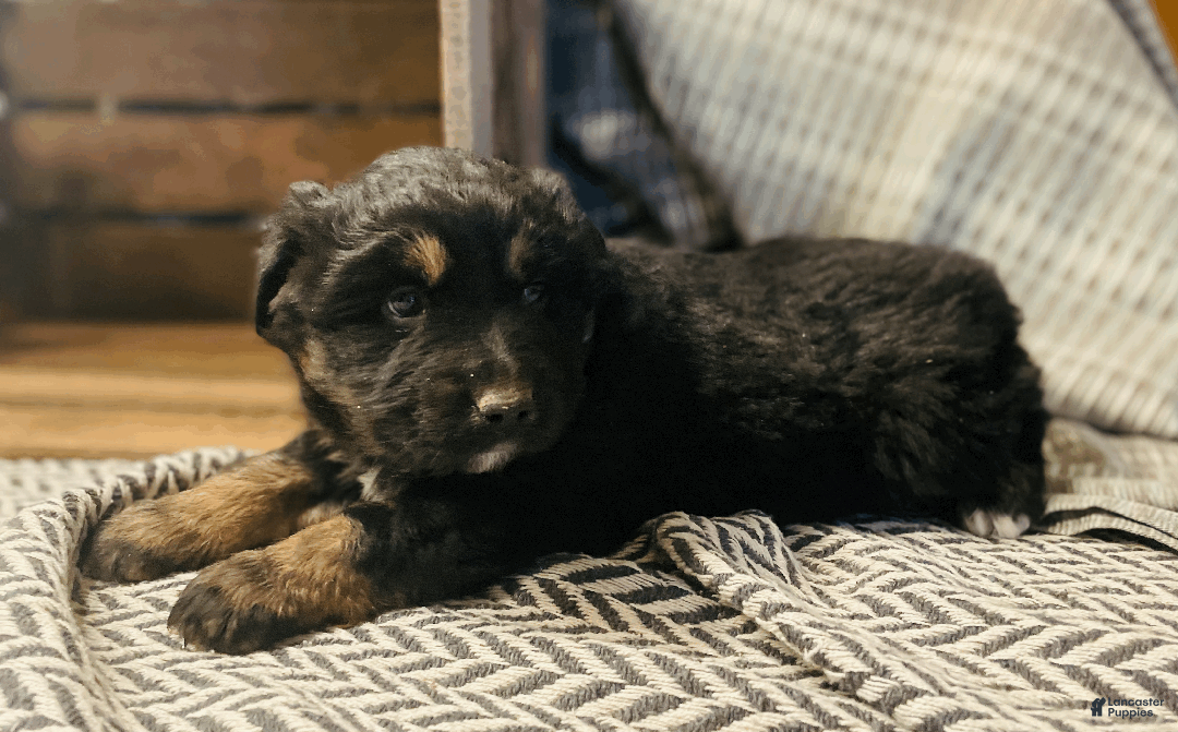 Australian Shepherd dogs for sale: Einstein - Ad 2