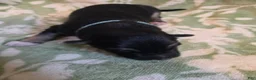 German Shepherd dogs for sale: Teal - Ad 2