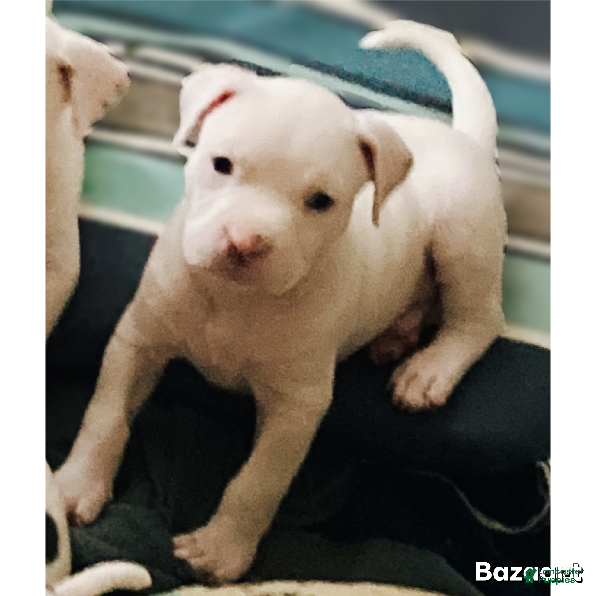 Mixed Breed dogs for sale: DJ - Ad 1