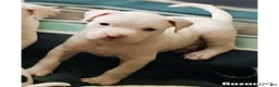 Mixed Breed dogs for sale: DJ - Ad 1