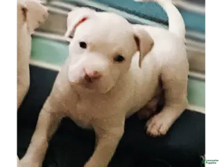 Mixed Breed dogs DJ - Ad 32