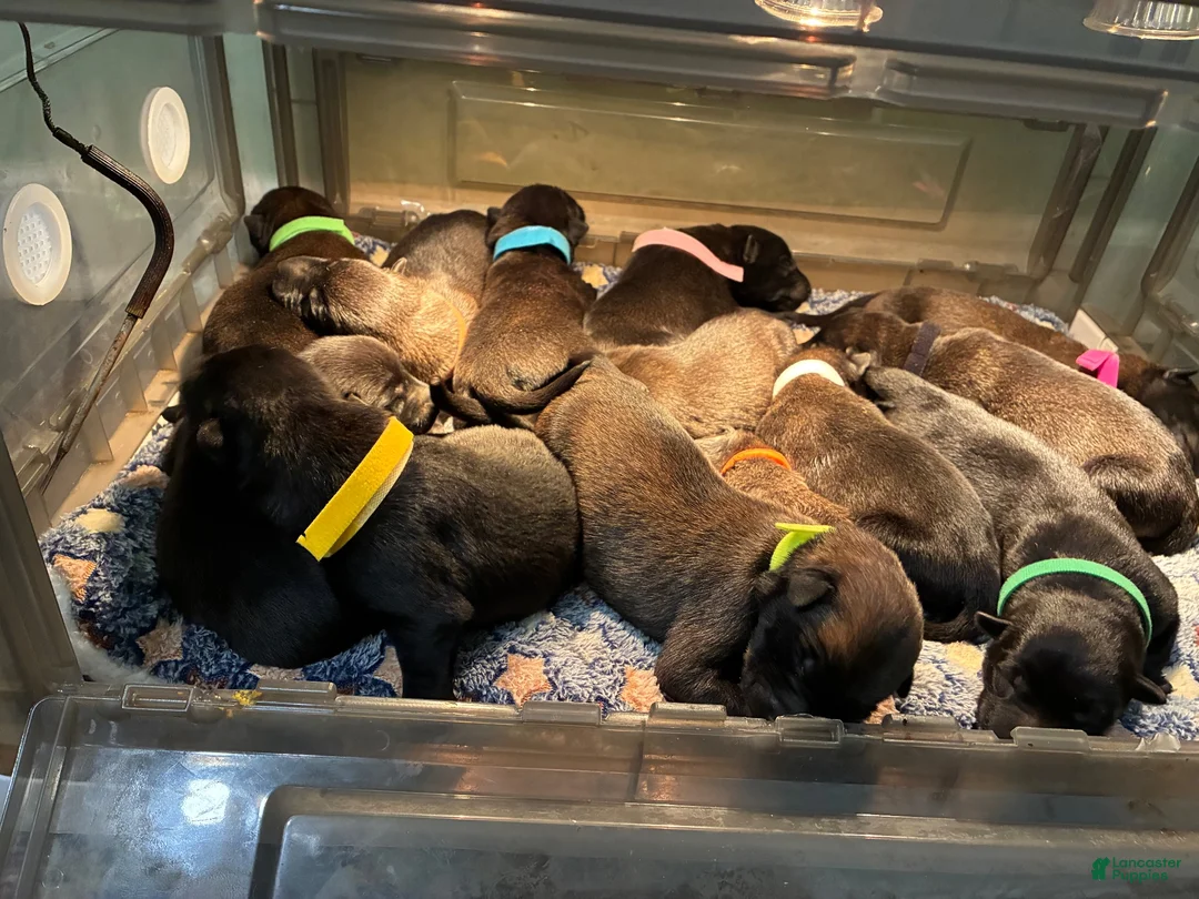 Belgian Malinois dogs for sale: Belgian Malinois 12 - Ad 4