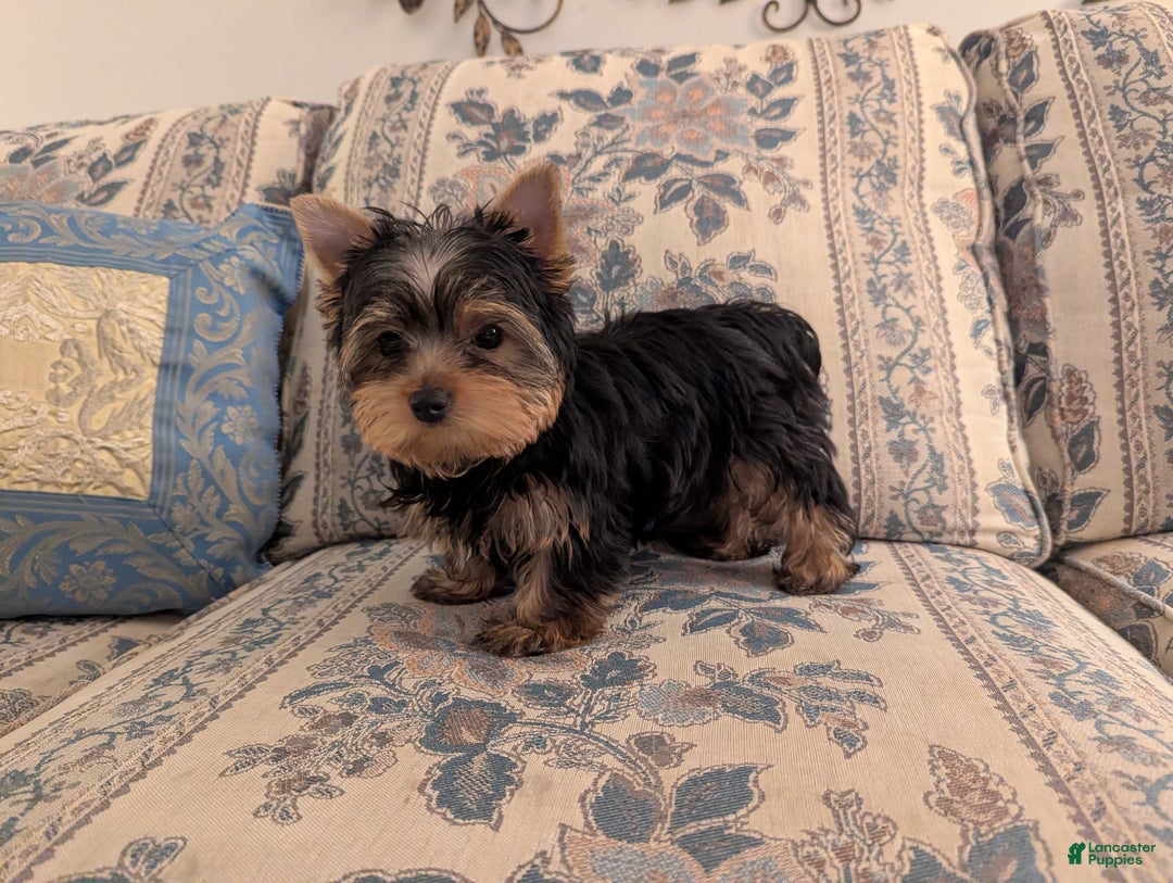 Yorkshire Terrier dogs for sale: Yorkshire Terrier Puppy 1 - Ad 6