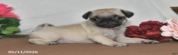 Pug dogs for sale: Princess - Ad 4