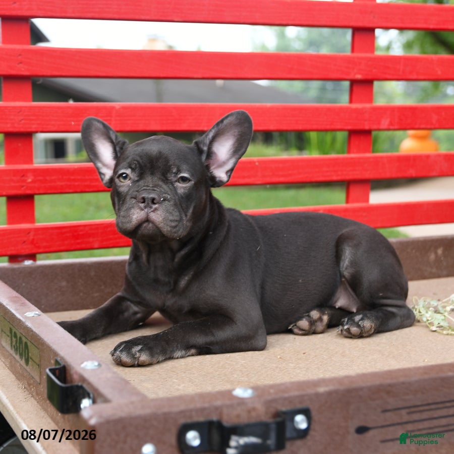 French Bulldog dogs Faye - Ad 2