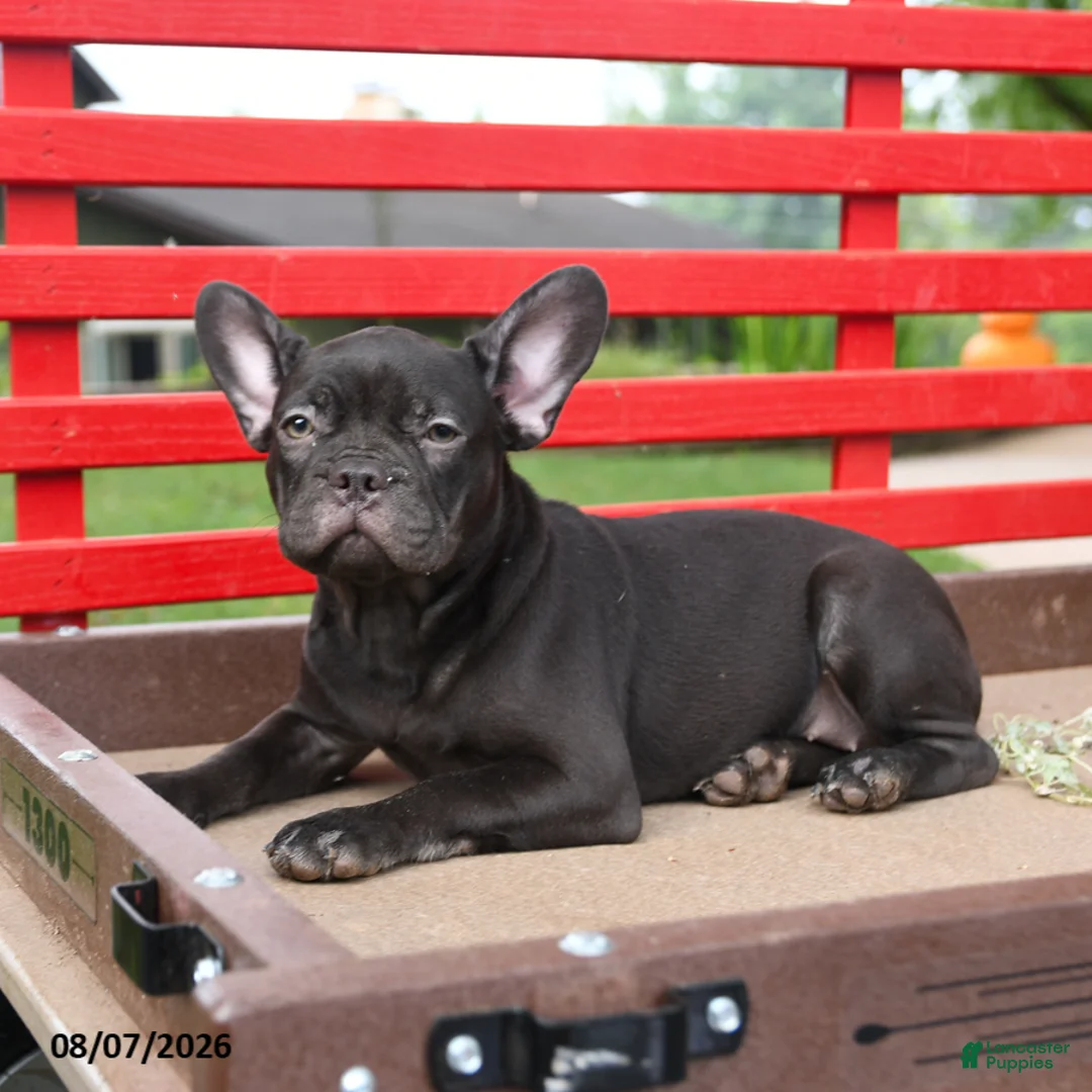 French Bulldog dogs for sale: Faye - Ad 2
