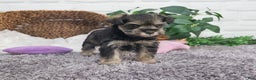 Miniature Schnauzer dogs for sale: Doris - Ad 2