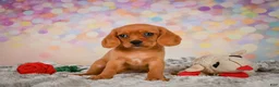 Beaglier dogs for sale: Brianna - Ad 4