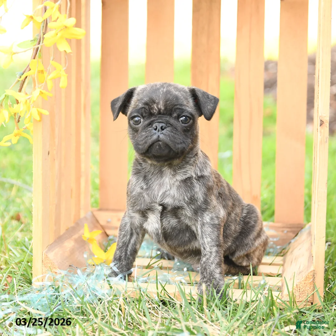 Pug dogs for sale: Scout - Ad 2