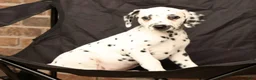 Dalmatian dogs for sale: Ike - Ad 7