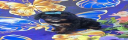 Cavapoo dogs for sale: Eclair - Ad 10
