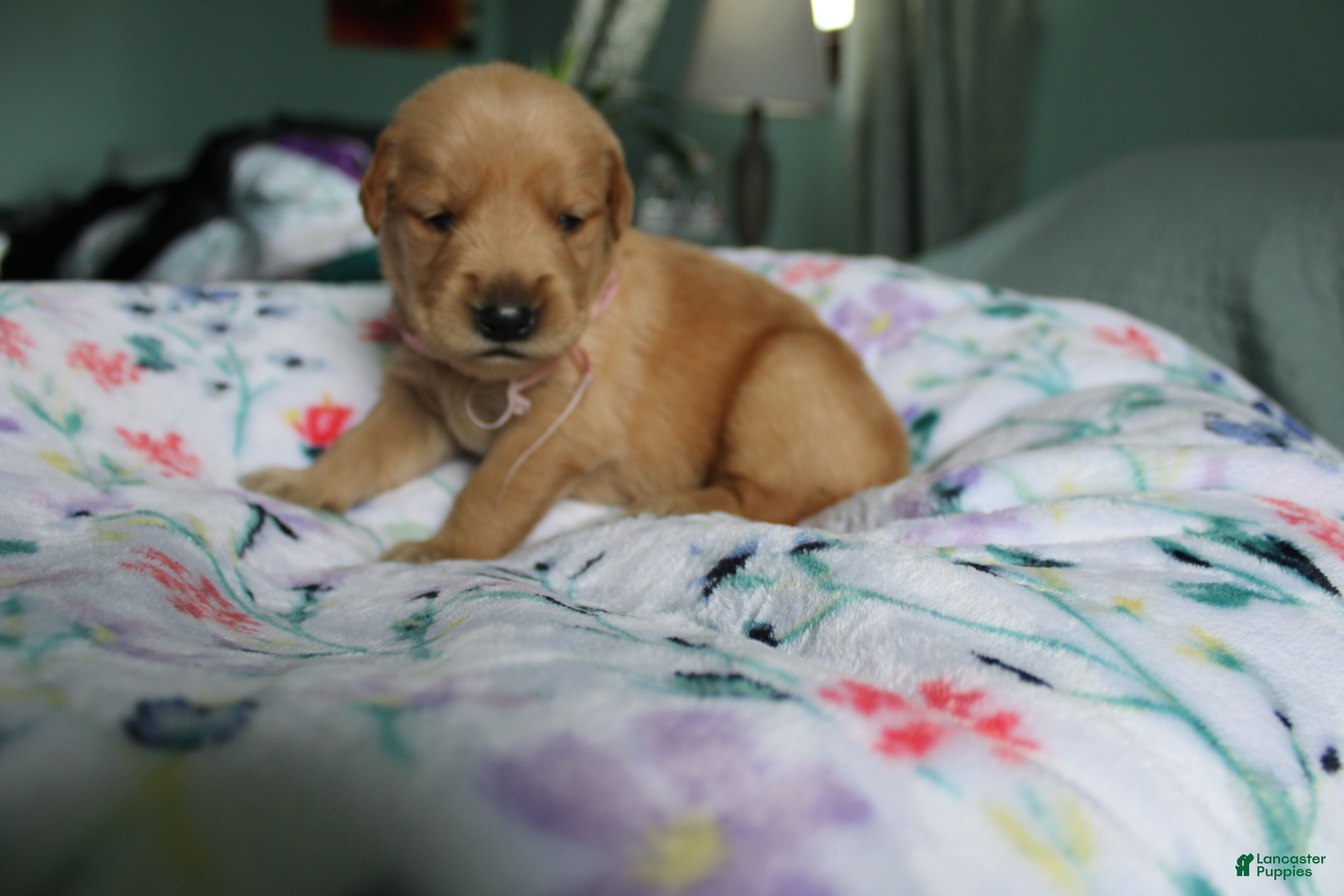 Golden Retriever dogs Golden Retriever Puppy 7 - Ad 17