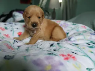 Golden Retriever dogs for sale: Golden Retriever Puppy 7 - Ad 1