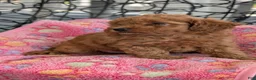 Toy Poodle dogs for sale: Vera  - Ad 4