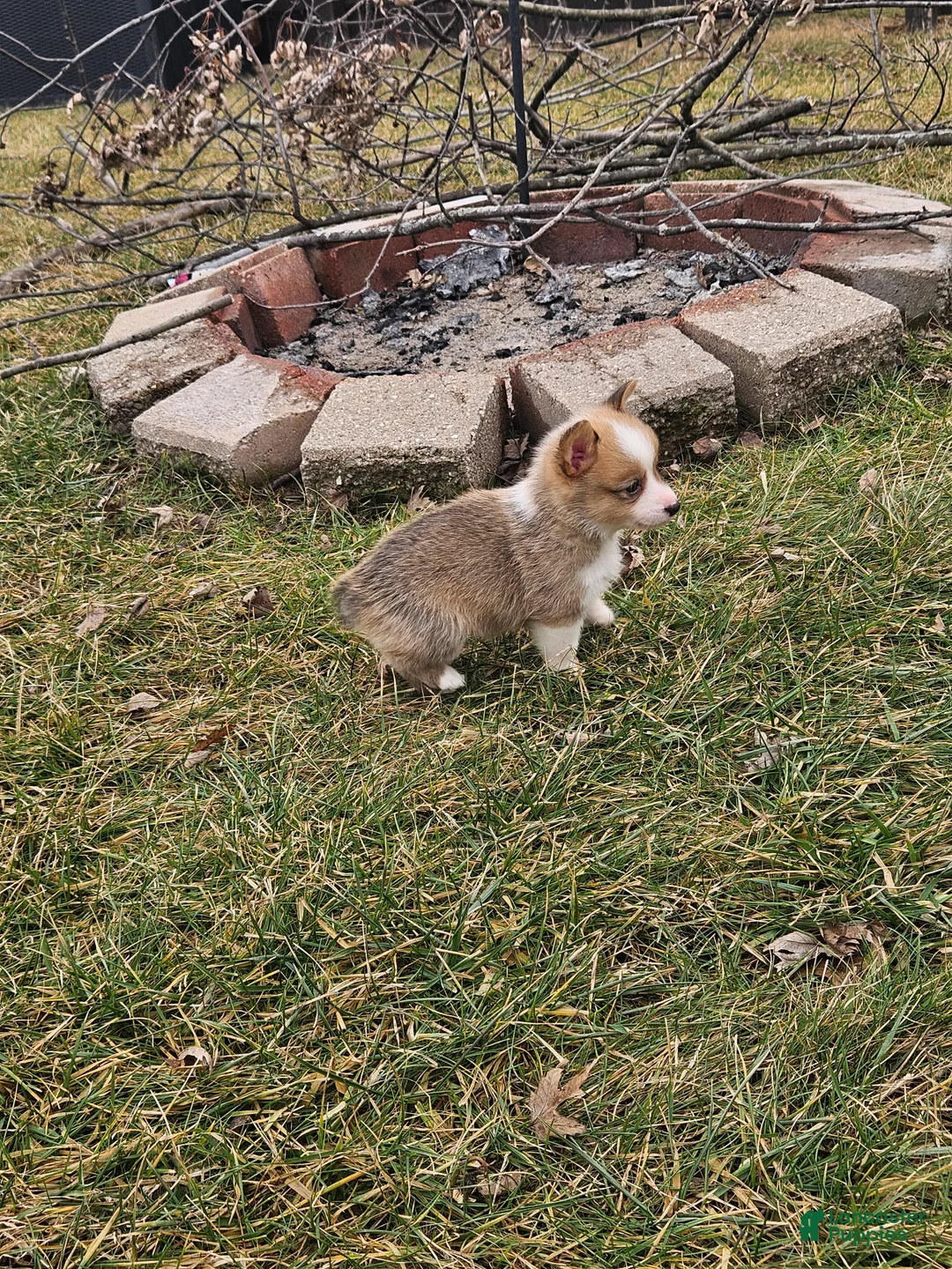 Mixed Breed dogs for sale: Reggie - Ad 7