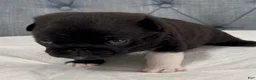 Pug dogs for sale: Black with white male  - Ad 3