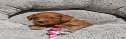 Mini Goldendoodle dogs for sale: Muffin 🌷GenClearParents - Ad 5