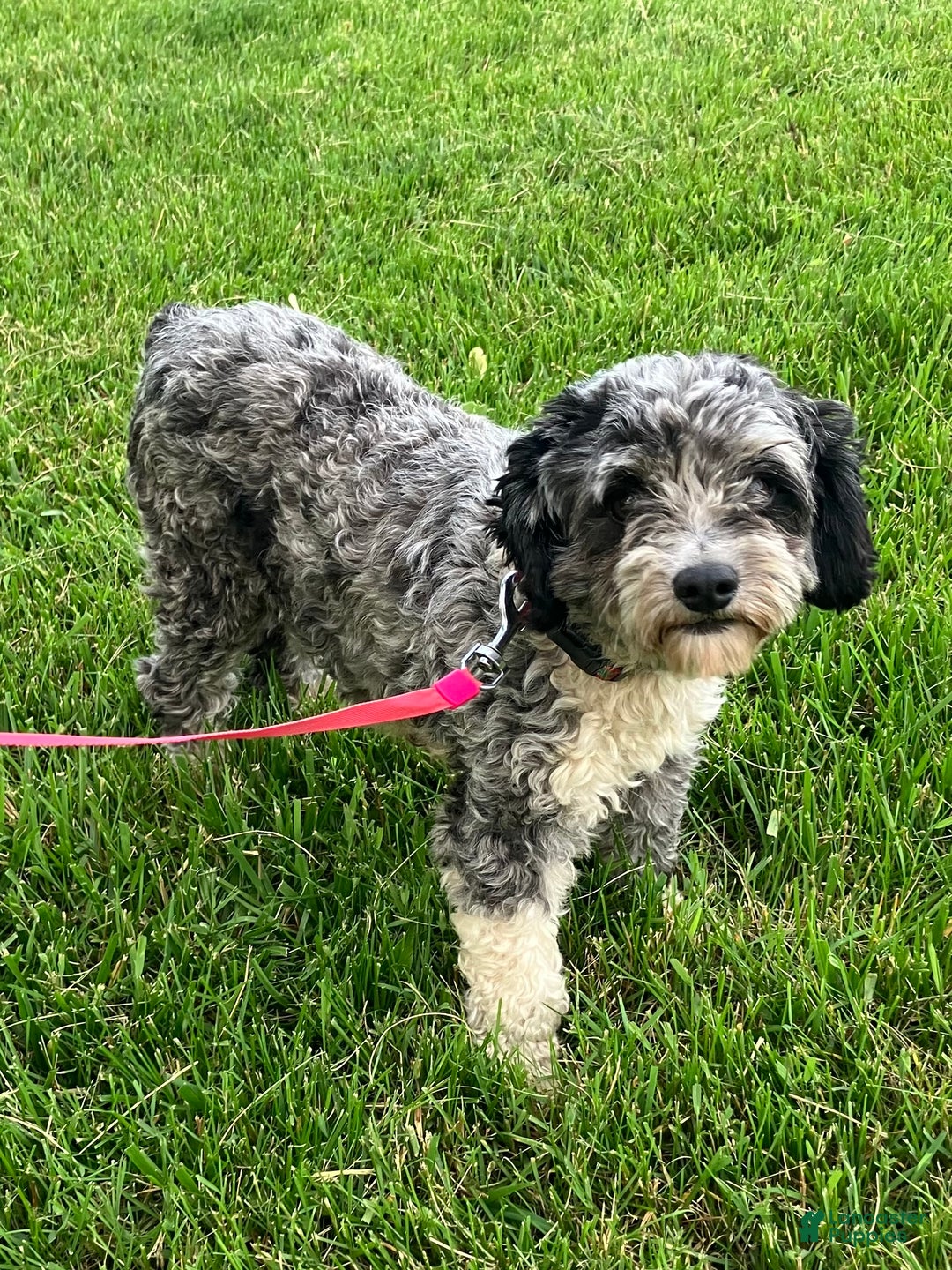 Mini Aussiedoodle dogs for sale: Ace - Ad 6