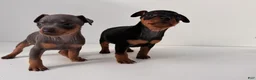 Miniature Pinscher dogs for sale: Darling - Ad 3