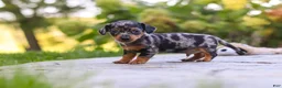 Mixed Breed dogs for sale: Beau - Ad 3