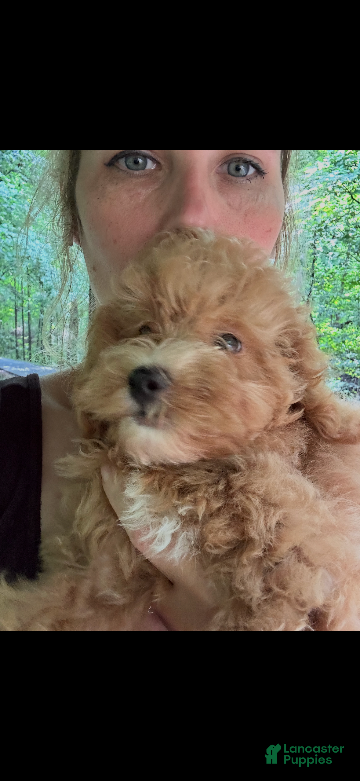 Toy Poodle dogs Henry - Ad 1