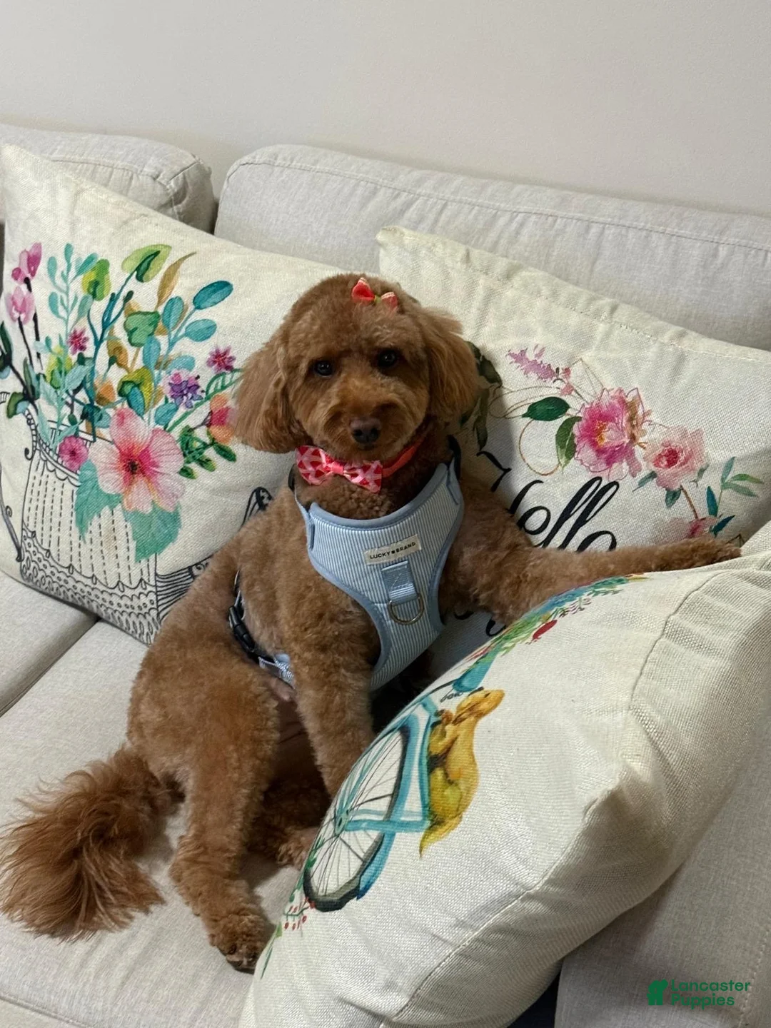 Miniature Poodle dogs for sale: Miniature Poodle 2 - Ad 4