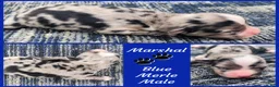 Miniature Australian Shepherd dogs for sale: Marshal - Ad 1