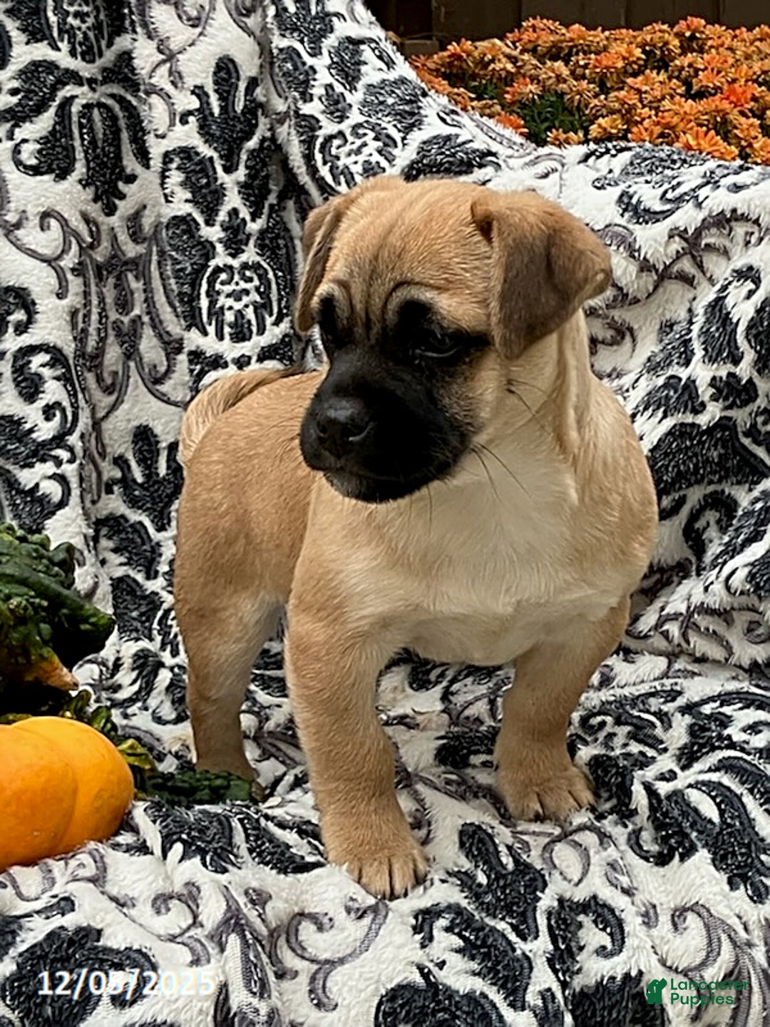 Jug dogs for sale: Leaf - Ad 4