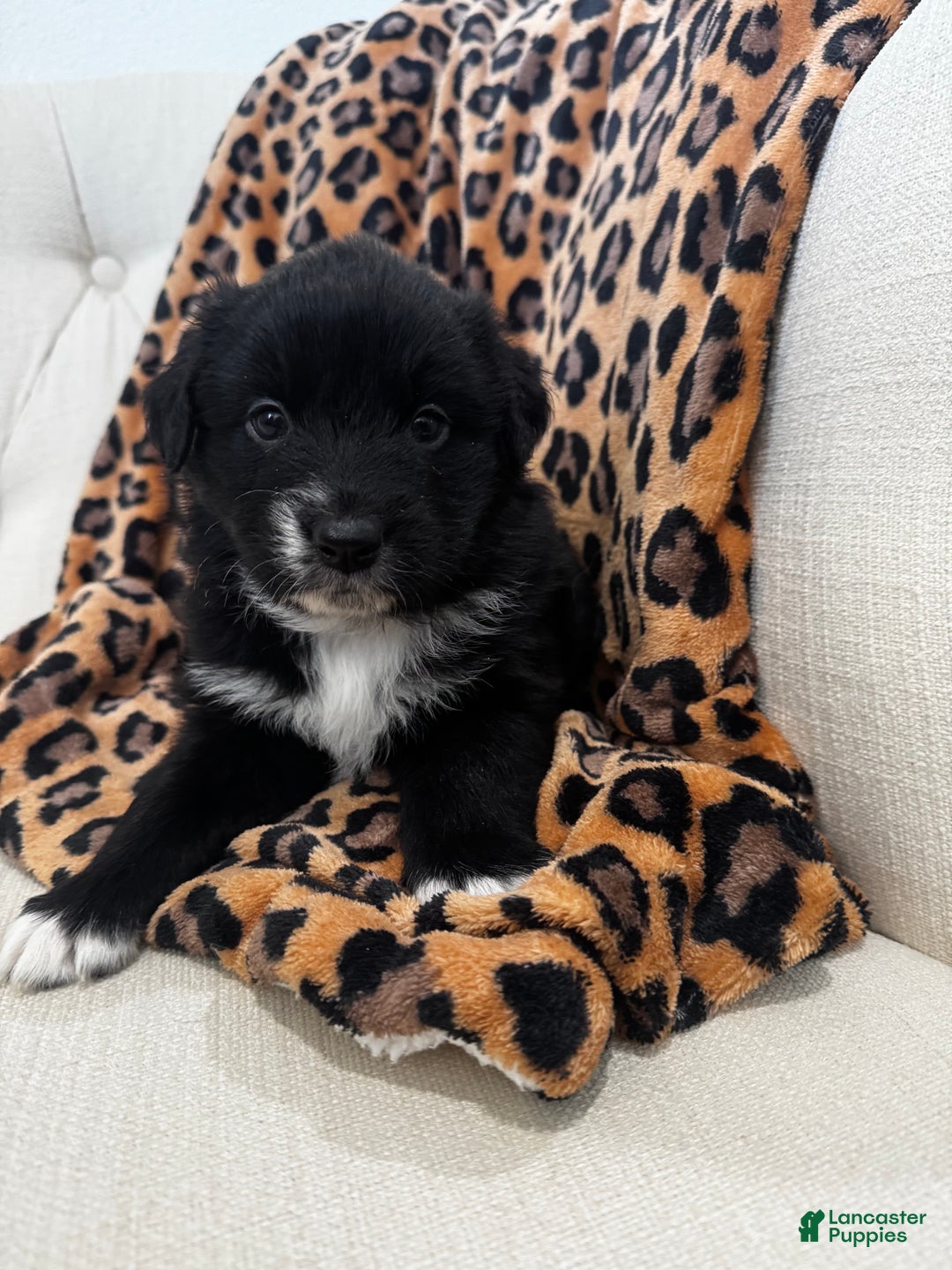 Australian Shepherd dogs for sale: Australian Shepherd Puppy 3 - Ad 4