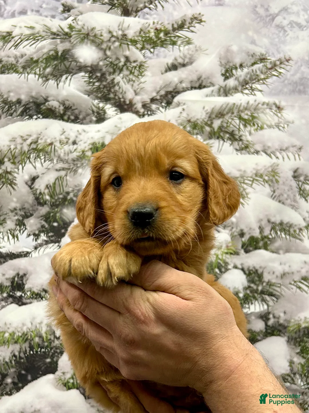 Golden Retriever dogs for sale: Charlie  - Ad 10